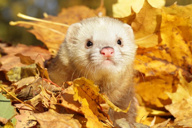 Inflammatory Bowel Disease Due to Lymphocytes and Plasma in Ferrets - Symptoms, Causes, Diagnosis, Treatment, Recovery, Management, Cost