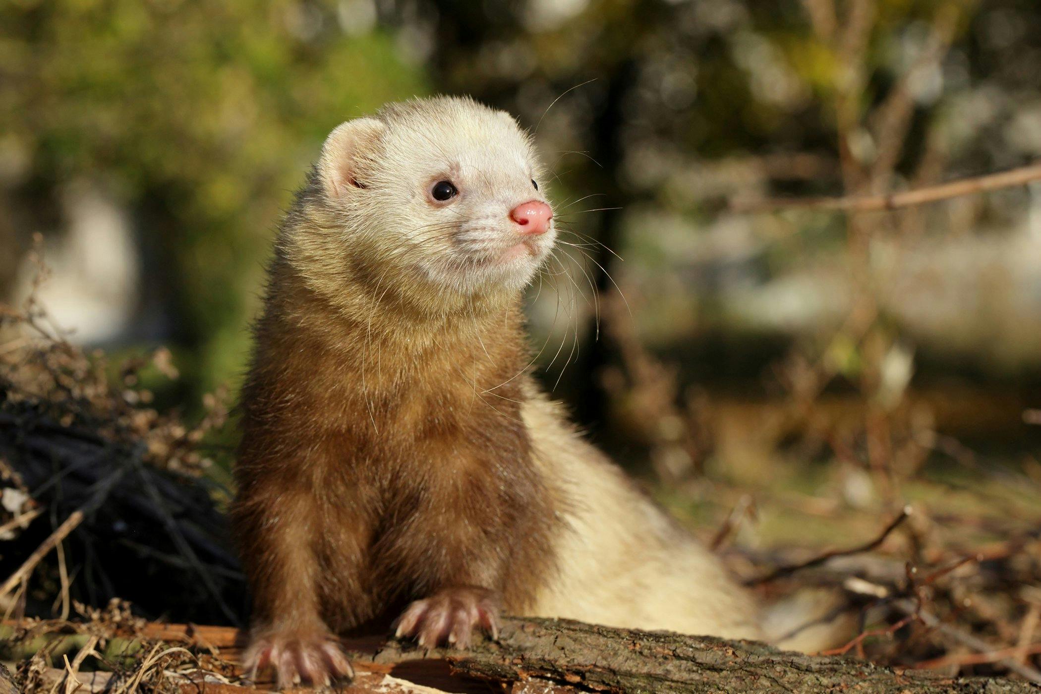 Insulinoma in Ferrets - Symptoms, Causes, Diagnosis, Treatment, Recovery, Management, Cost