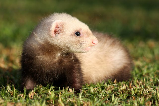 Intestinal Coccidia Parasites in Ferrets - Symptoms, Causes, Diagnosis, Treatment, Recovery, Management, Cost