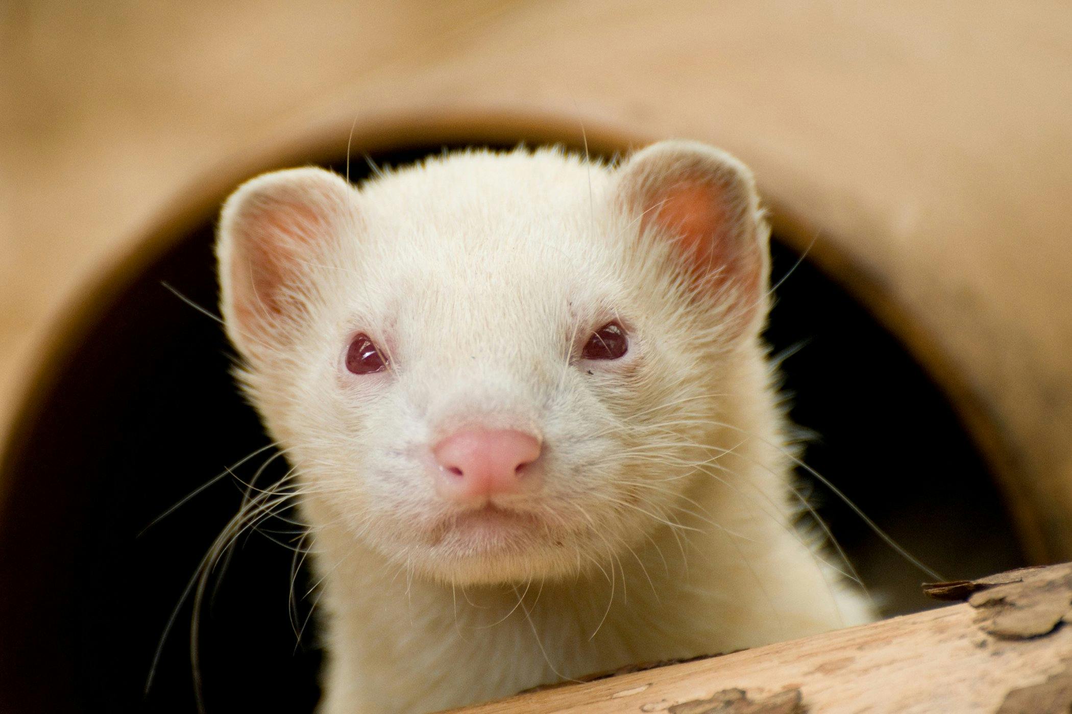 Kidney Disease In Ferrets Symptoms Causes Diagnosis