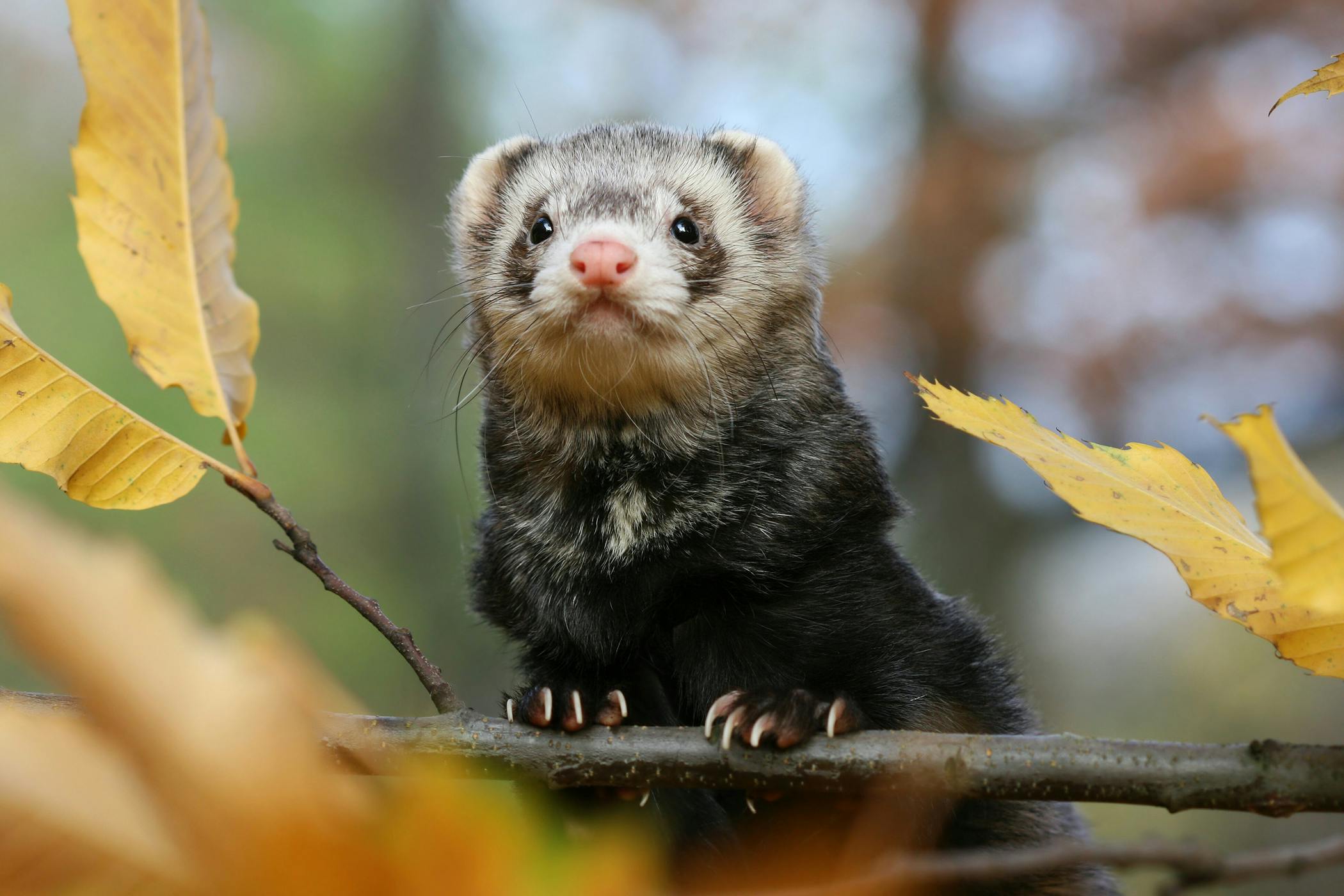 ferret dehydration treatment