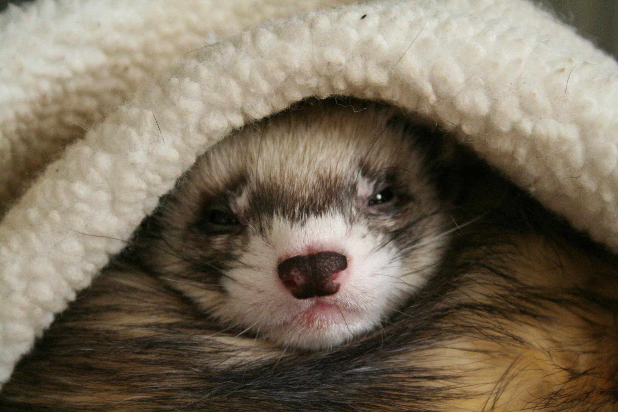 ferret duplicate detector ferret duplicate detector
