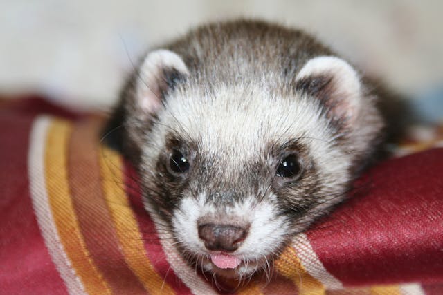 Lymphoma in Ferrets - Symptoms, Causes, Diagnosis, Treatment, Recovery ...