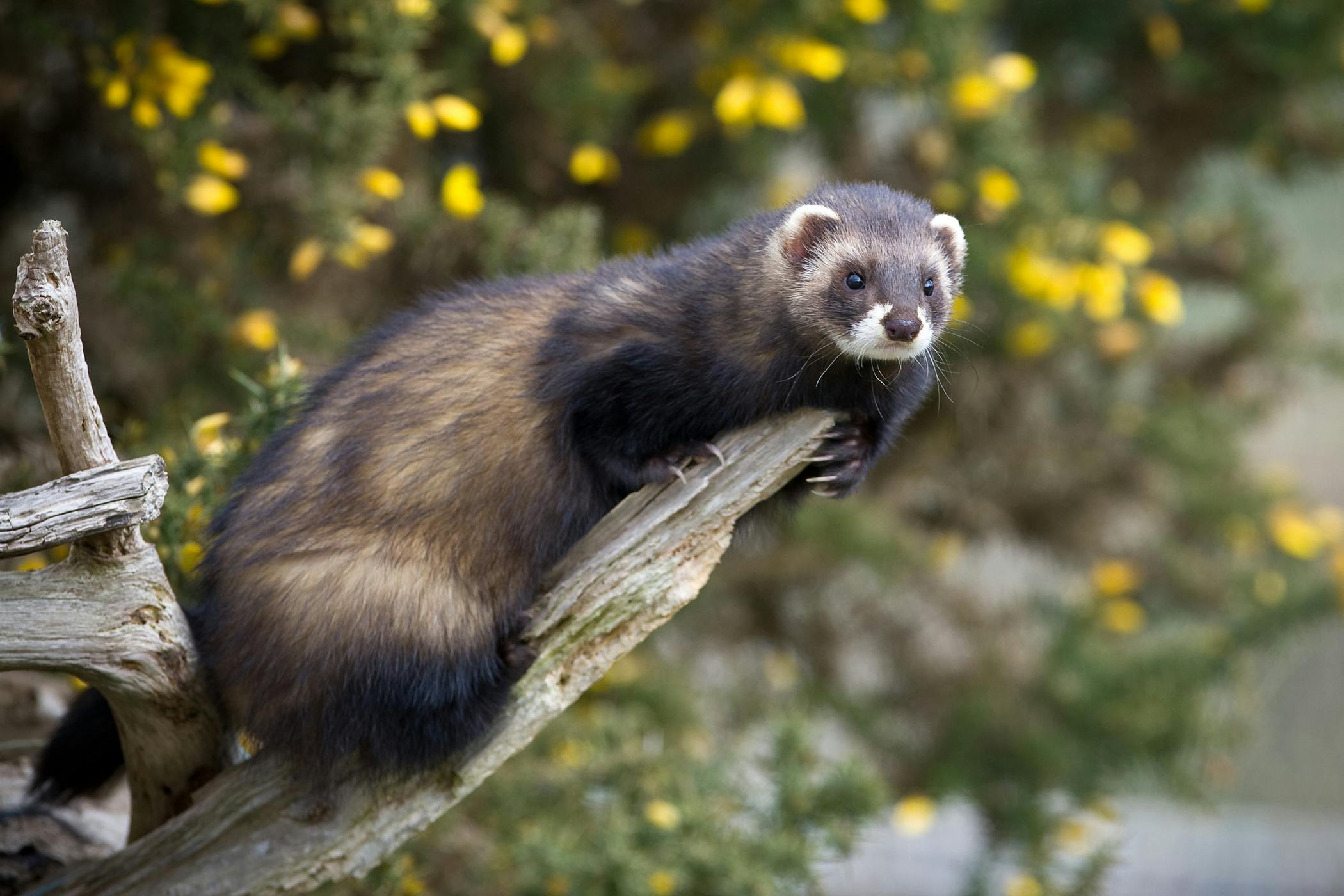 lymphoma-in-ferrets-what-to-know-and-what-to-expect-my-pet-ferret