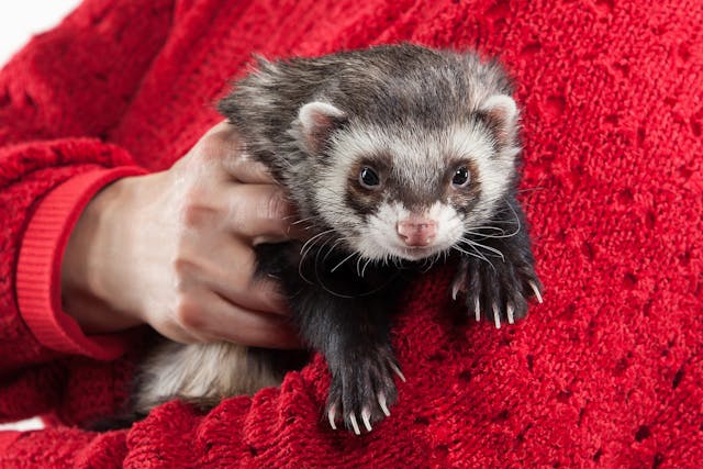 Measles in Ferrets - Symptoms, Causes, Diagnosis, Treatment, Recovery, Management, Cost