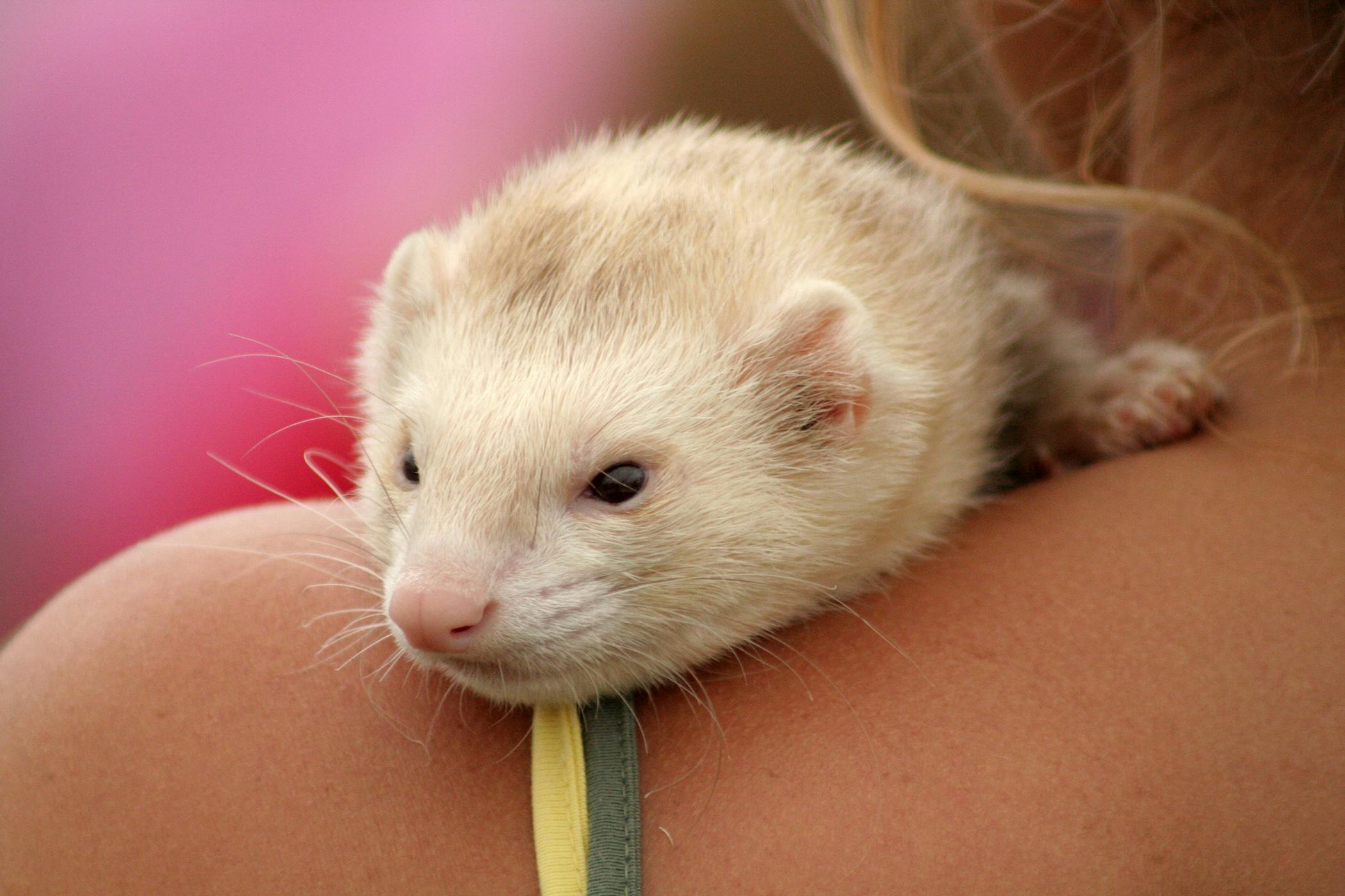 overproduction-of-estrogen-in-ferrets-symptoms-causes-diagnosis