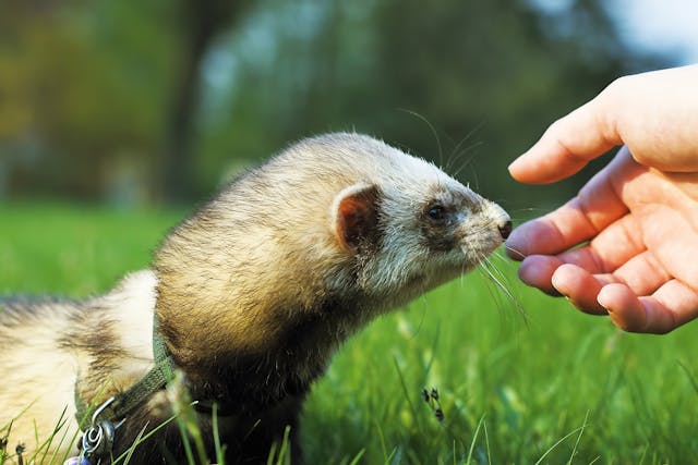 Paralysis and Paresis in Ferrets - Symptoms, Causes, Diagnosis, Treatment, Recovery, Management, Cost