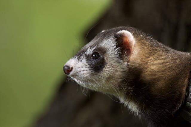 Proliferative Colitis in Ferrets - Symptoms, Causes, Diagnosis, Treatment, Recovery, Management, Cost