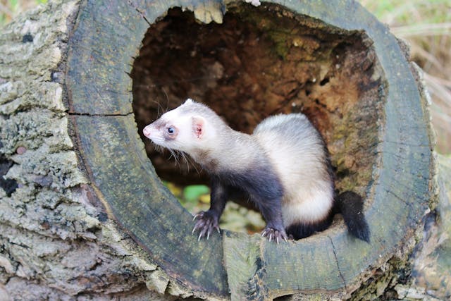 Renal Disease in Ferrets - Symptoms, Causes, Diagnosis, Treatment, Recovery, Management, Cost
