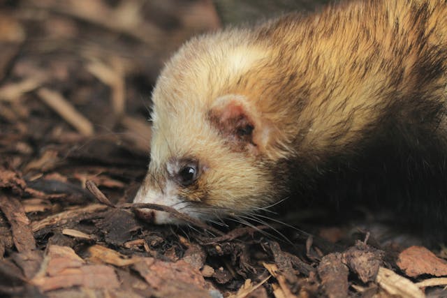 Respiratory Infections in Ferrets - Symptoms, Causes, Diagnosis, Treatment, Recovery, Management, Cost
