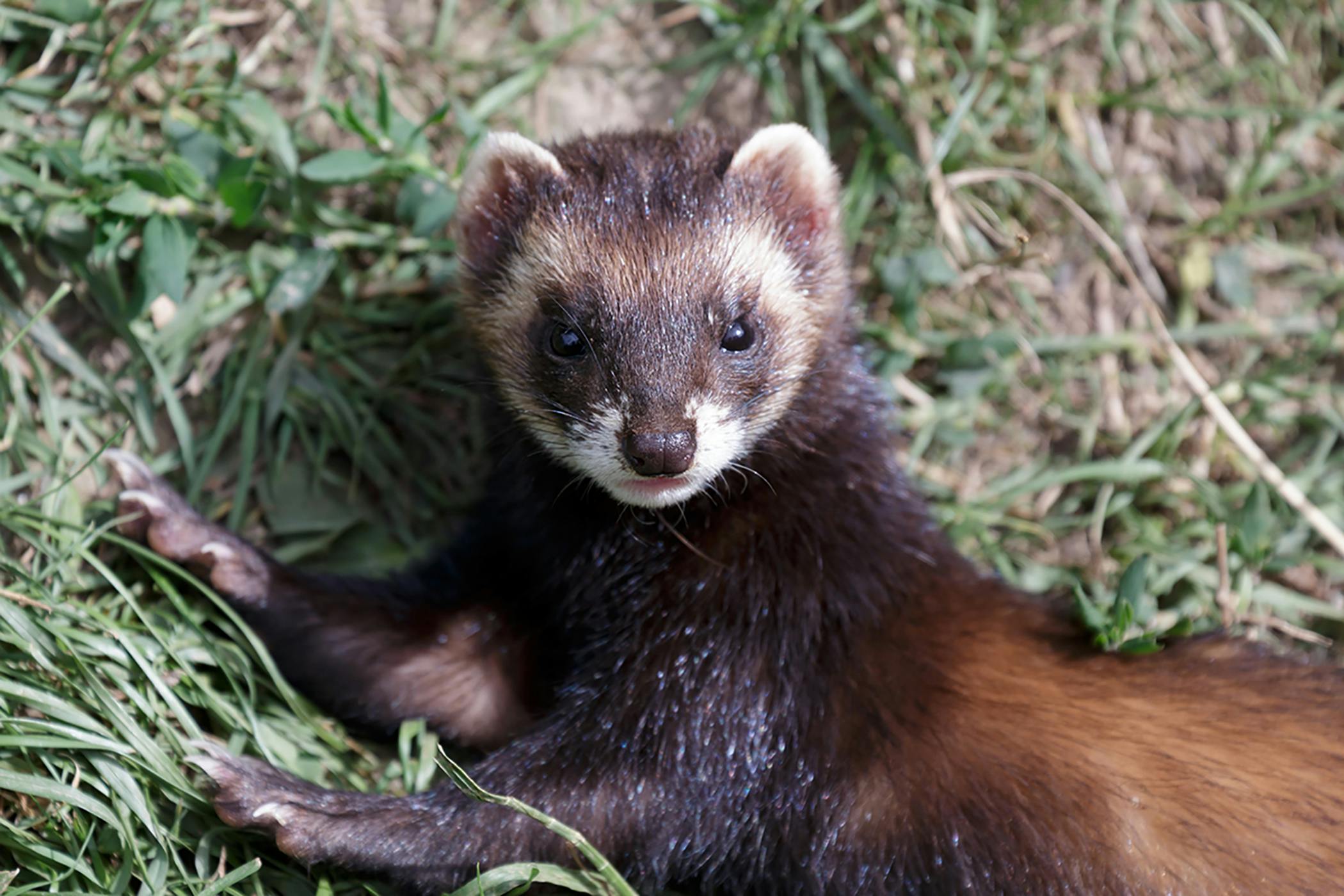 Salivary Mucocele in Ferrets - Symptoms, Causes, Diagnosis, Treatment