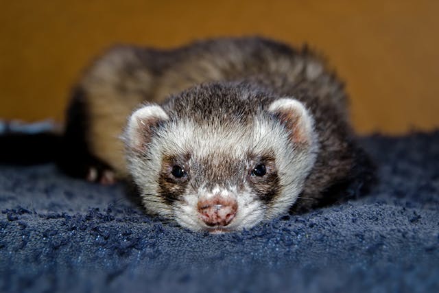 Stomach Inflammation in Ferrets - Symptoms, Causes, Diagnosis, Treatment, Recovery, Management, Cost