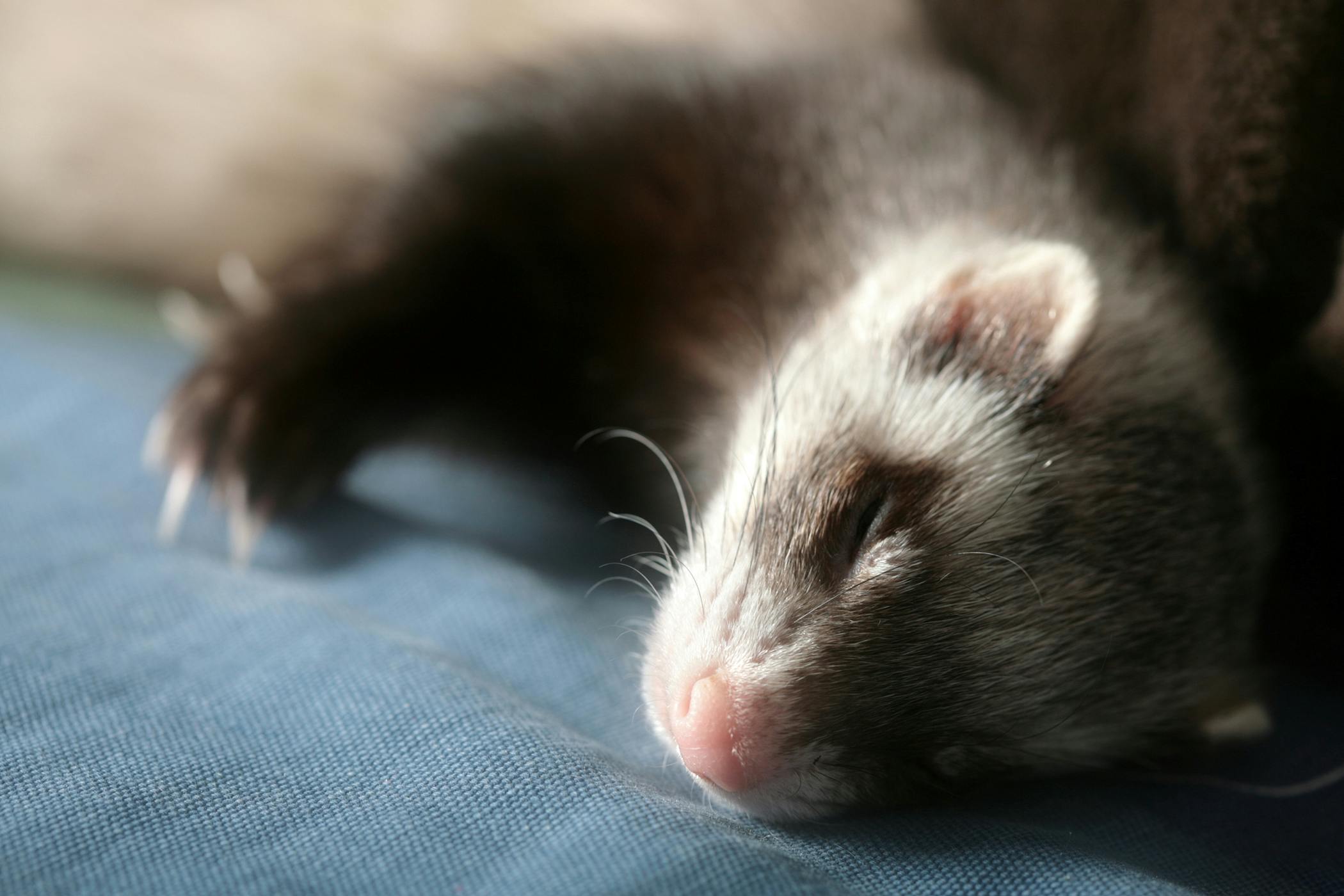 Tumors of the Skin, Hair, Nails, Sweat Glands in Ferrets - Symptoms,  Causes, Diagnosis, Treatment, Recovery, Management, Cost
