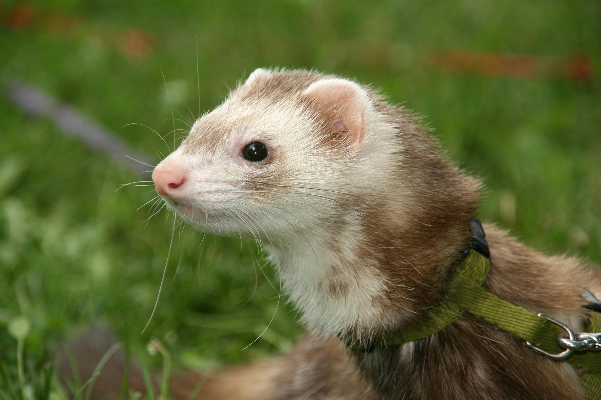 urinary-tract-obstruction-in-ferrets-symptoms-causes-diagnosis