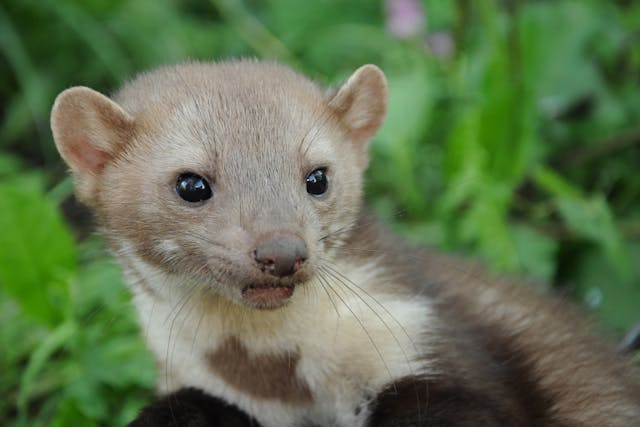 Urinary Tract Stones in Ferrets - Symptoms, Causes, Diagnosis, Treatment, Recovery, Management, Cost