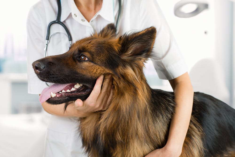 Sarcoptic Mange In Dogs - Symptoms, Causes, Diagnosis, Treatment, Recovery,  Management, Cost