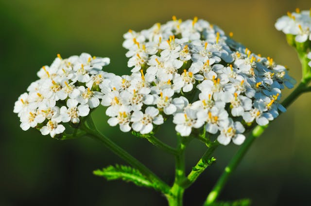 Yarrow Poisoning in Cats - Symptoms, Causes, Diagnosis, Treatment, Recovery, Management, Cost