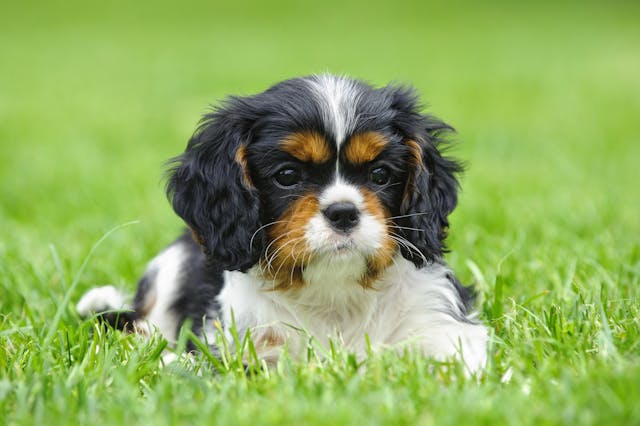 Mitral Valve Disease in Cavaliers | Wag!