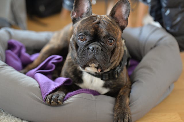 Food Sensitivity and Allergies in French Bulldogs