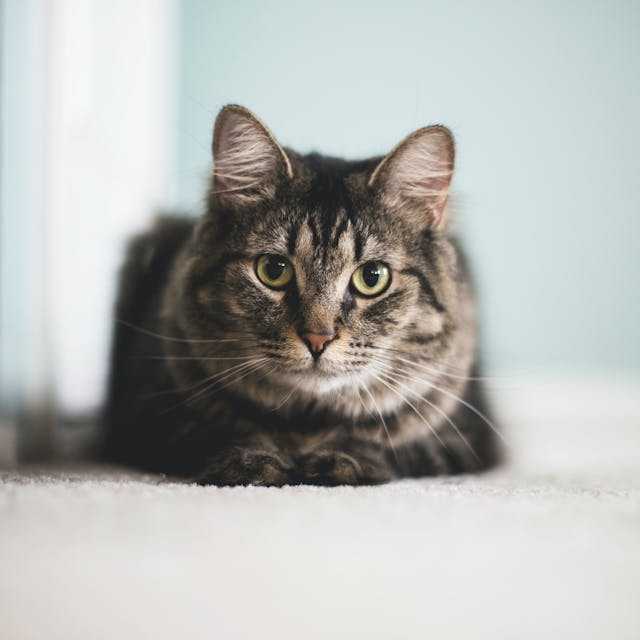Food Aggression In Cats food-aggression-in-cats