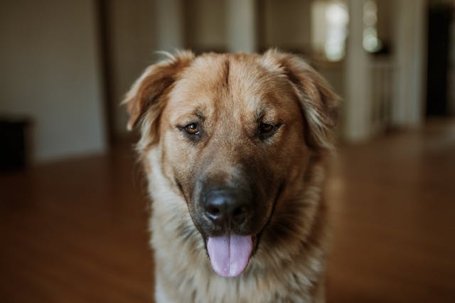 Food Protein Allergies in Dogs