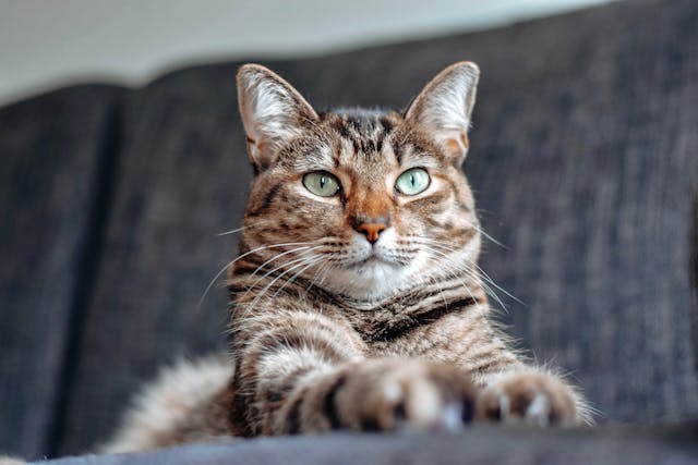 Fatty Acids for Cats