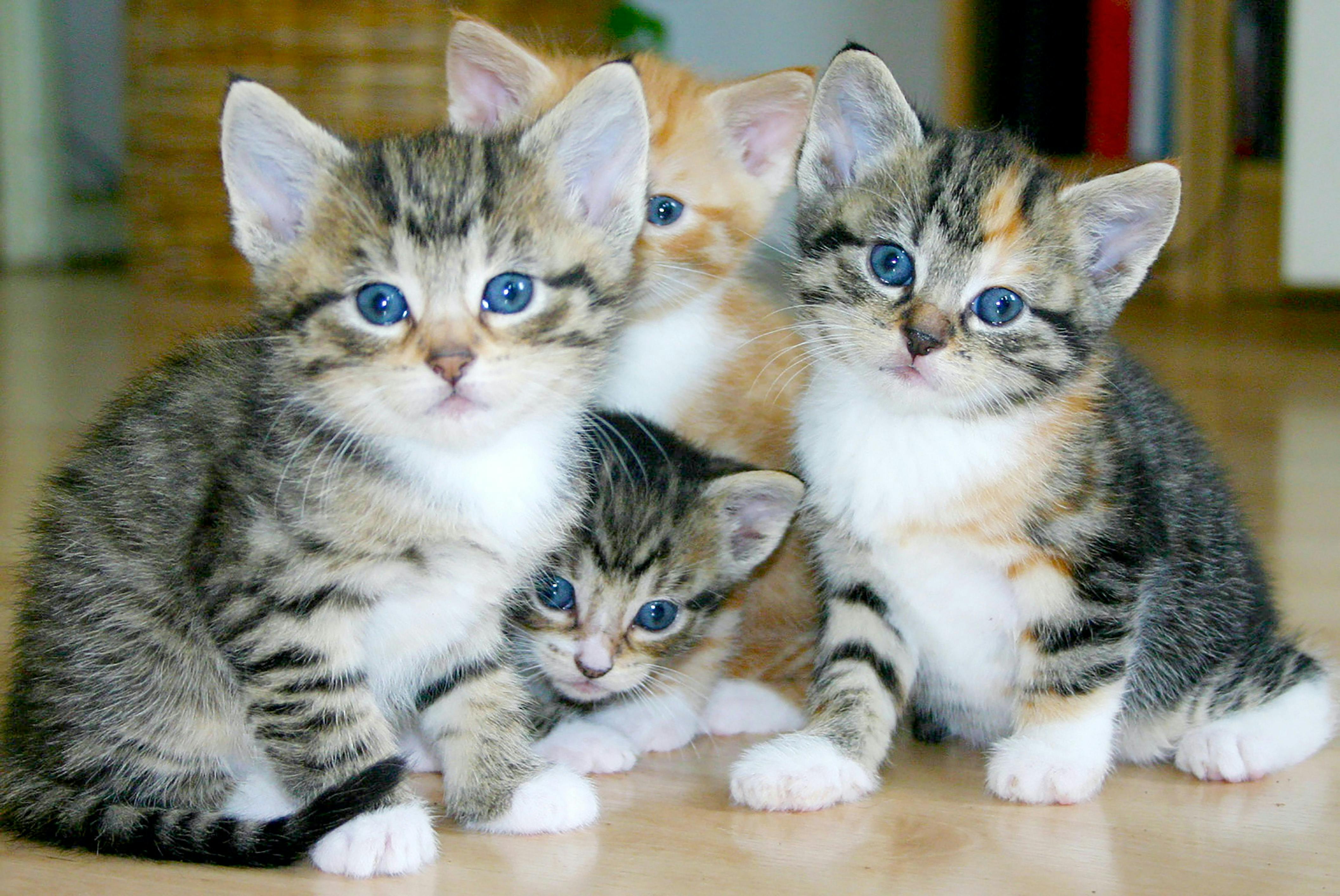 What age to 2025 start weaning kittens