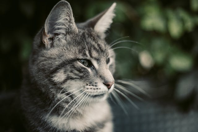 Doxycycline for Cats