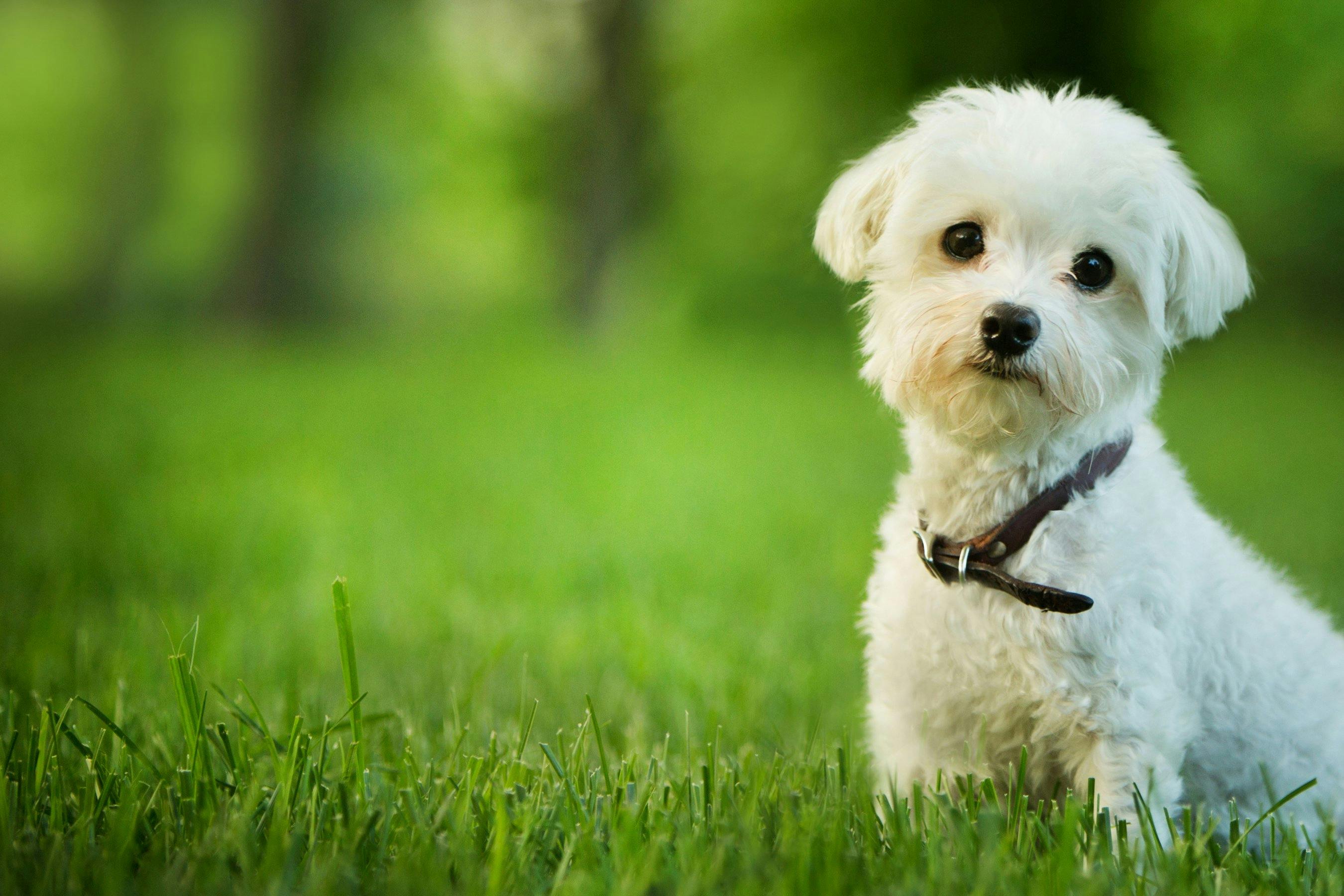 Track my outlet dog through microchip