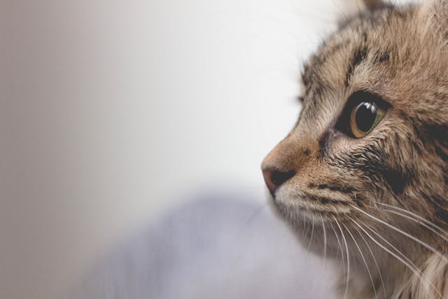 Uneasiness Activity in Cats
