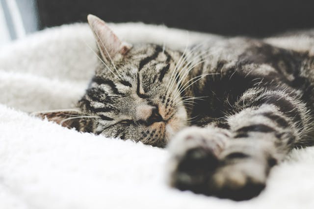 Tylenol Poisoning in Cats