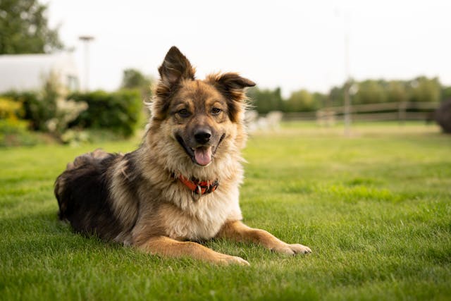 Metronidazole for Dogs