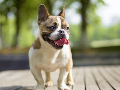 Health Concerns (Brachycephalic Breeds) in Dogs - Symptoms, Causes, Diagnosis, Treatment, Recovery, Management, Cost