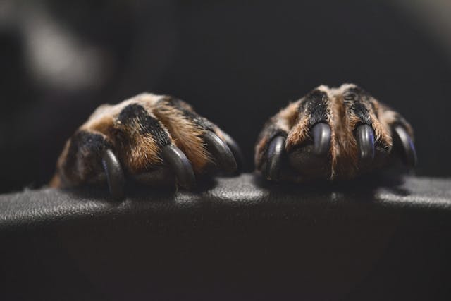 Discoloration in Nails in Dogs