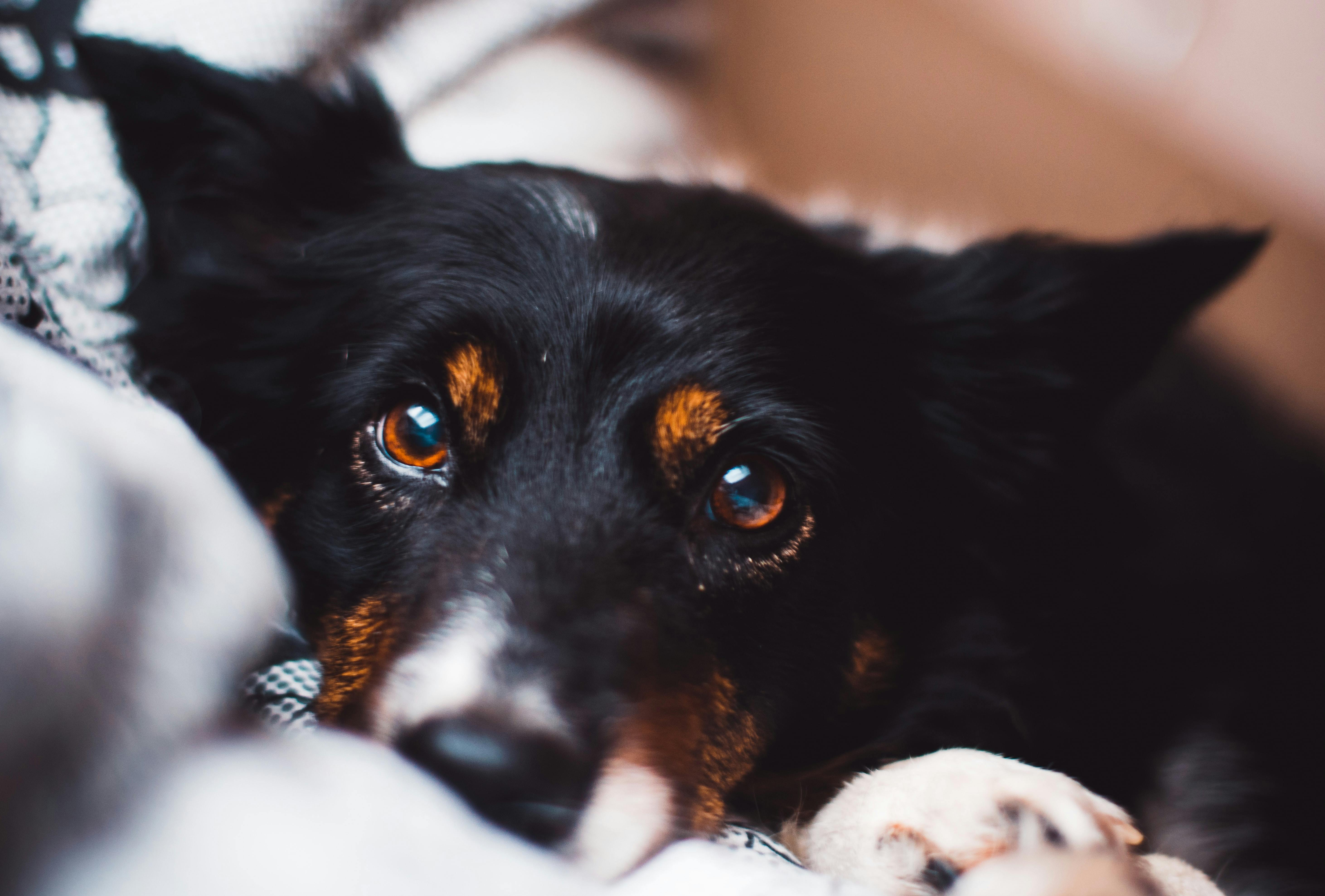 what dog breeds have long black eyelashes