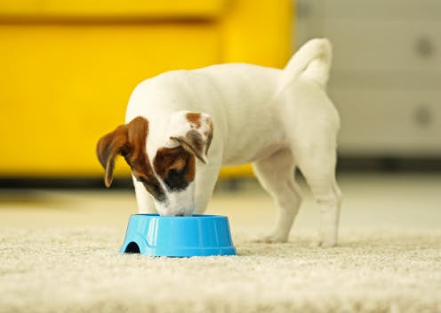 Food Sensitivity and Allergies in Jack Russell Terriers