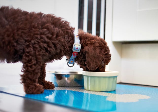 Food Sensitivity and Allergies in Poodles