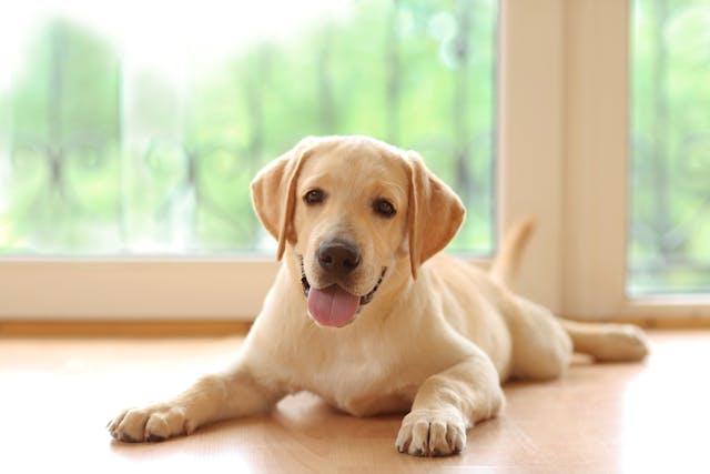 Food Sensitivity and Allergies in Labrador Retrievers