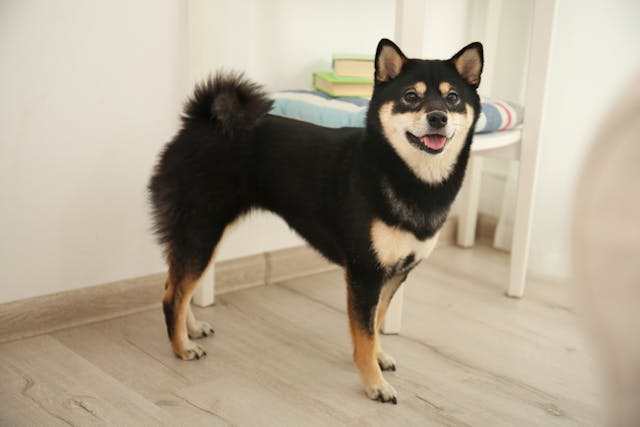 Food Sensitivity and Allergies in Shiba Inus