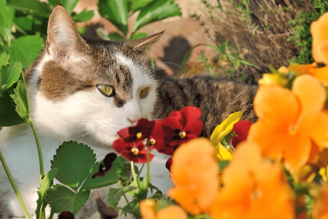 Fertilizer Poisoning in Cats