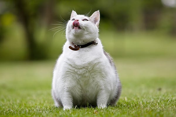 Obesity in Cats - Symptoms, Causes, Diagnosis, Treatment, Recovery, Management, Cost
