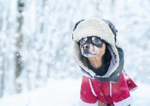 Hypothermia in Dogs - Symptoms, Causes, Diagnosis, Treatment, Recovery, Management, Cost