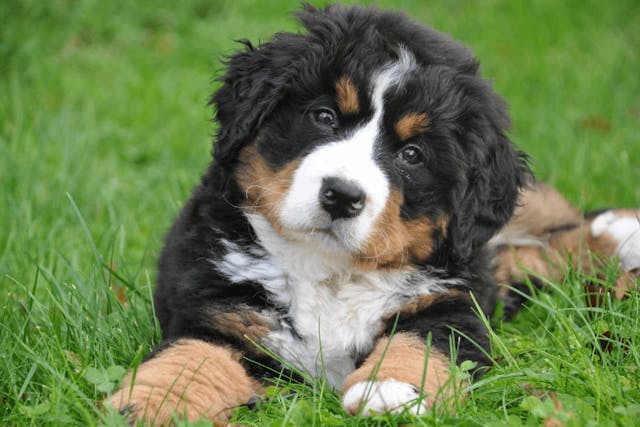 Selenium for Dogs