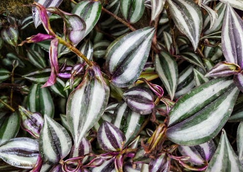 Is wandering jew plant poisonous cheap to dogs