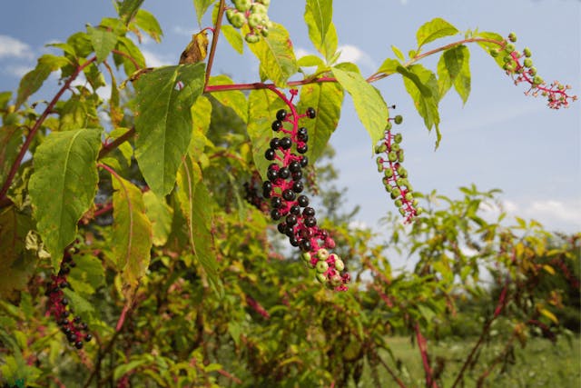 Pokeweed Poisoning in Dogs - Symptoms, Causes, Diagnosis, Treatment, Recovery, Management, Cost