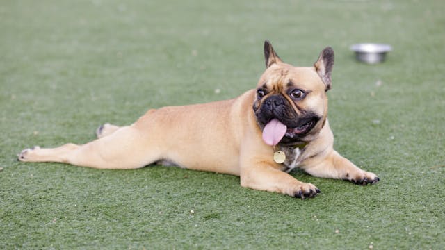 Breathing Fast While Resting in Dogs