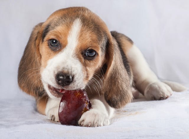 Can Dogs Eat Plums?