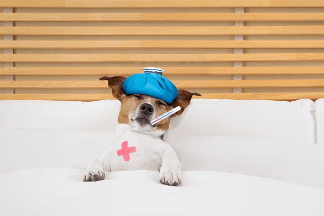 Tylenol for Dogs