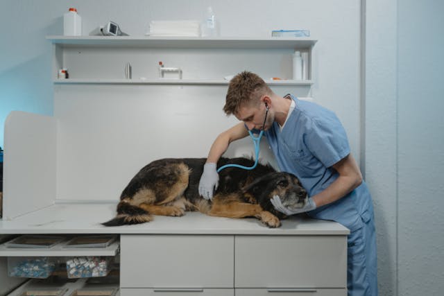 Dexamethasone for Dogs