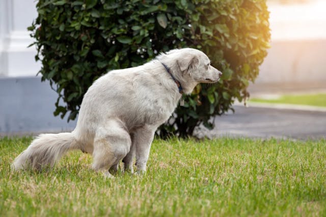 Mucus In Dog Poop: Causes & Solutions